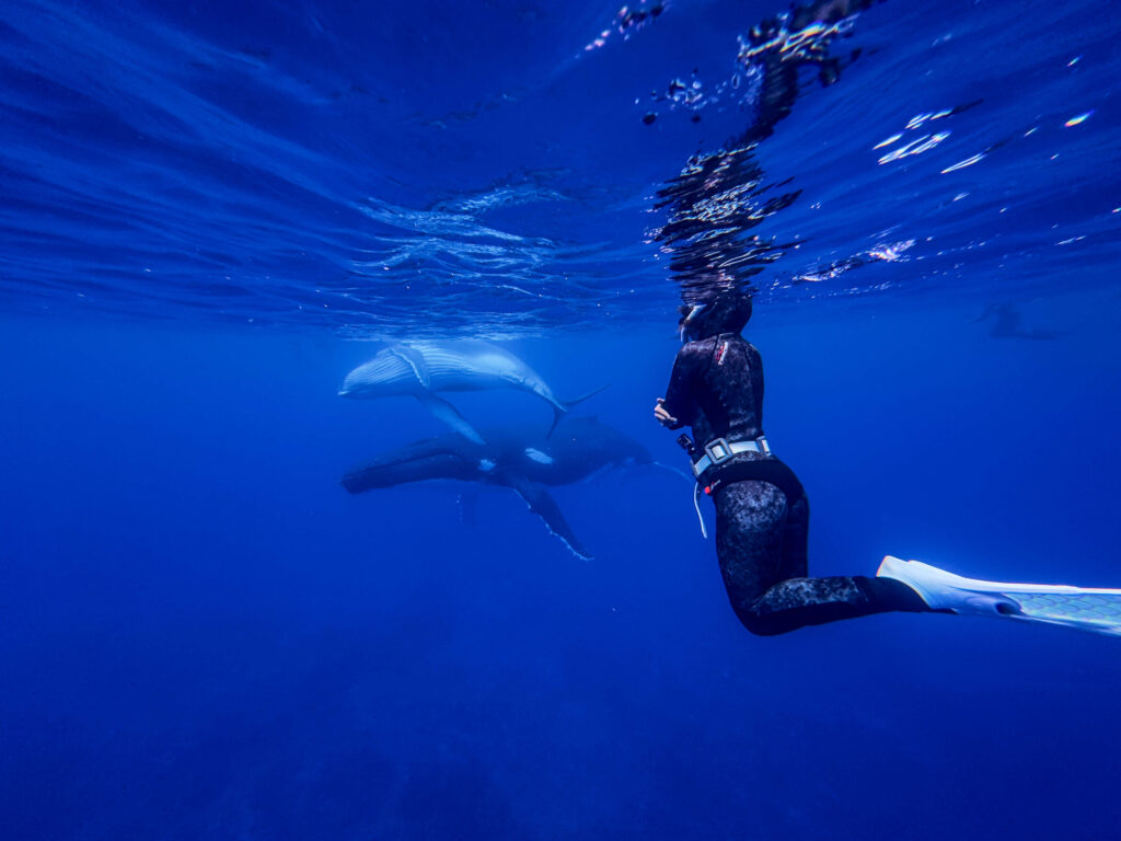 Audy swimming with humpback whales