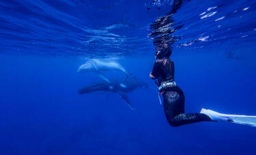 Audy swimming with humpback whales