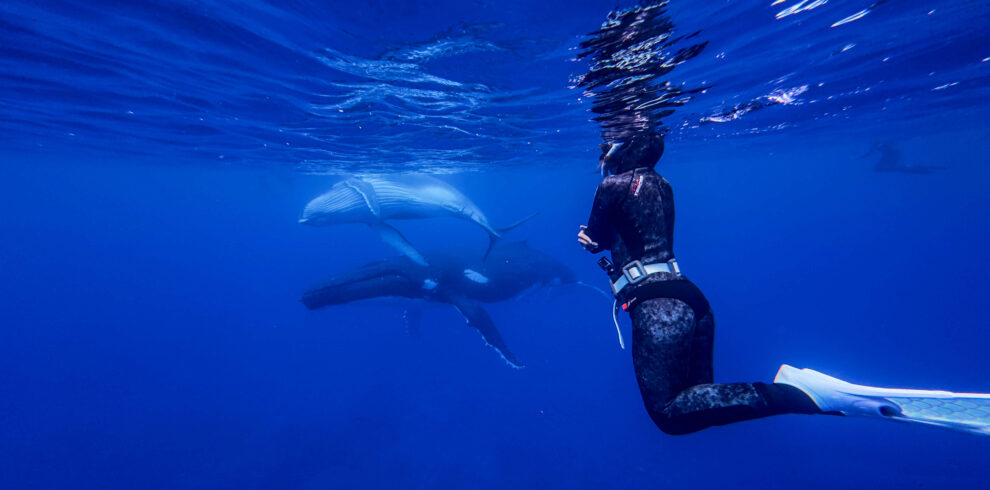 Audy swimming with humpback whales