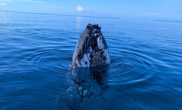 Tonga Humpback Whale Expedition