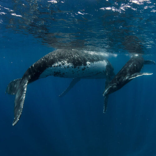 Tonga Yoga & Humpback Whale Expedition