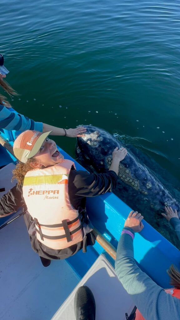 Audy from Elsewheria reaching out to touch a friendly gray whale beside the boat in Baja California Sur